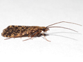 Philopotamus montanus